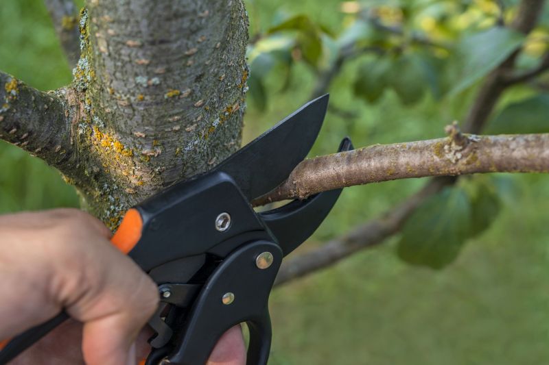 Contact About Mango Tree Pruning