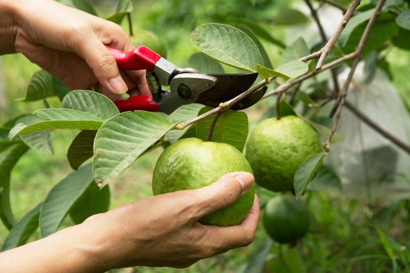 Local Mango Tree Pruning pros at work