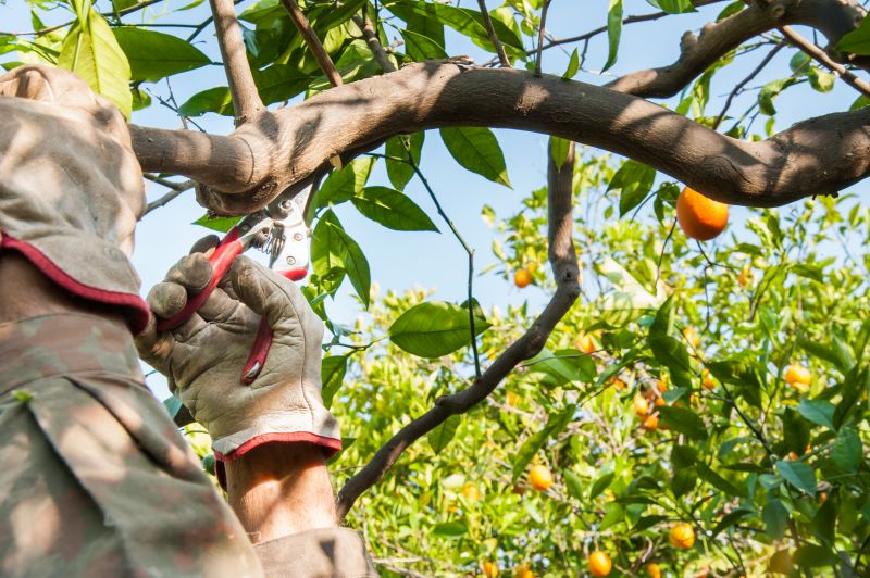 Mango Tree Pruning