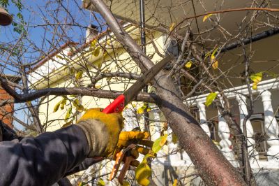 Tree Pruning