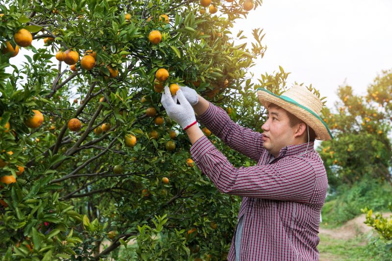 Mango Tree Pruning detail