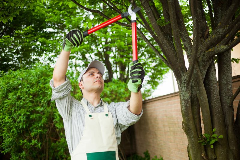 Mango Tree Pruning detail