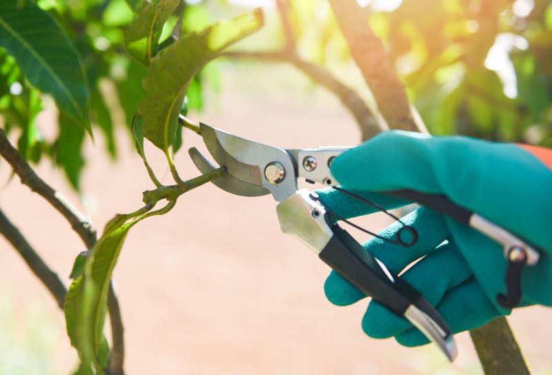 Mango Tree Pruning detail