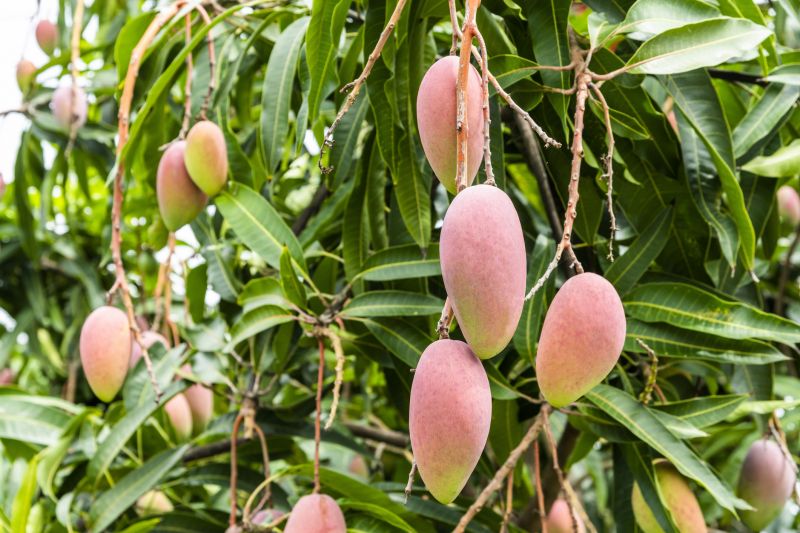 Mango Tree Pruning detail