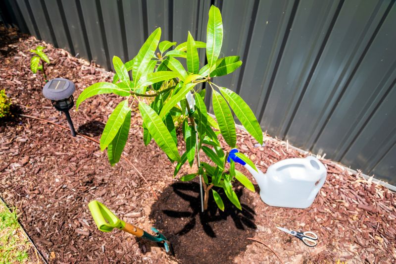 Mango Tree Pruning detail